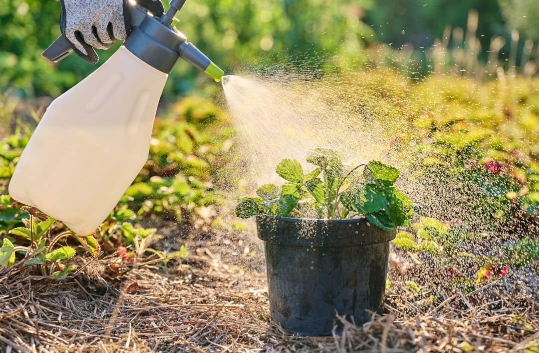 Biostimulátor: hogyan segíti az Algafix a stresszes növények talpra állását?